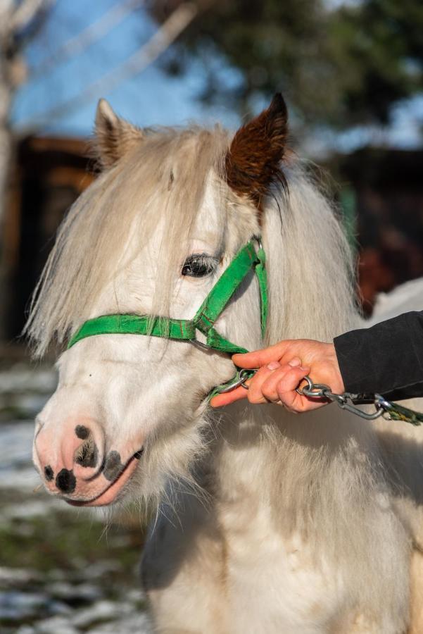Orzechowa Ostoja Noclegi Energylandia Bachowice المظهر الخارجي الصورة